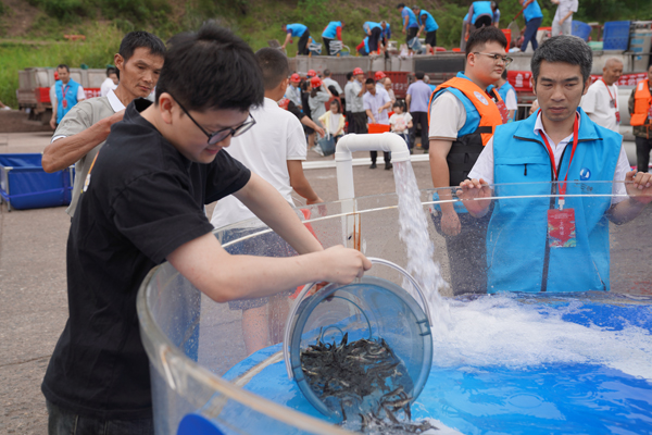 長江鱘放流現場。孫愷攝