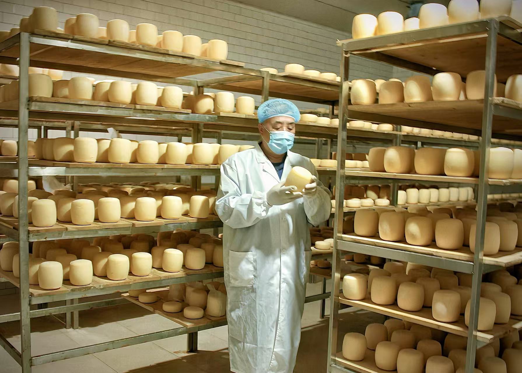 安達(dá)奶酪第三代傳承人陳君在奶酪發(fā)酵室觀察奶酪發(fā)酵狀態(tài)。受訪者供圖