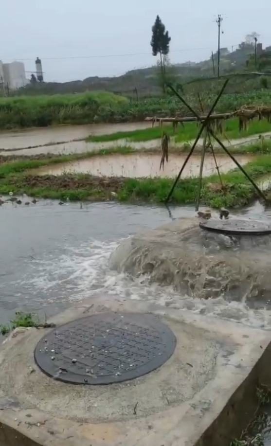 村民拍攝視頻中，污水檢查井溢流污染周邊農(nóng)田。村民拍攝視頻截圖