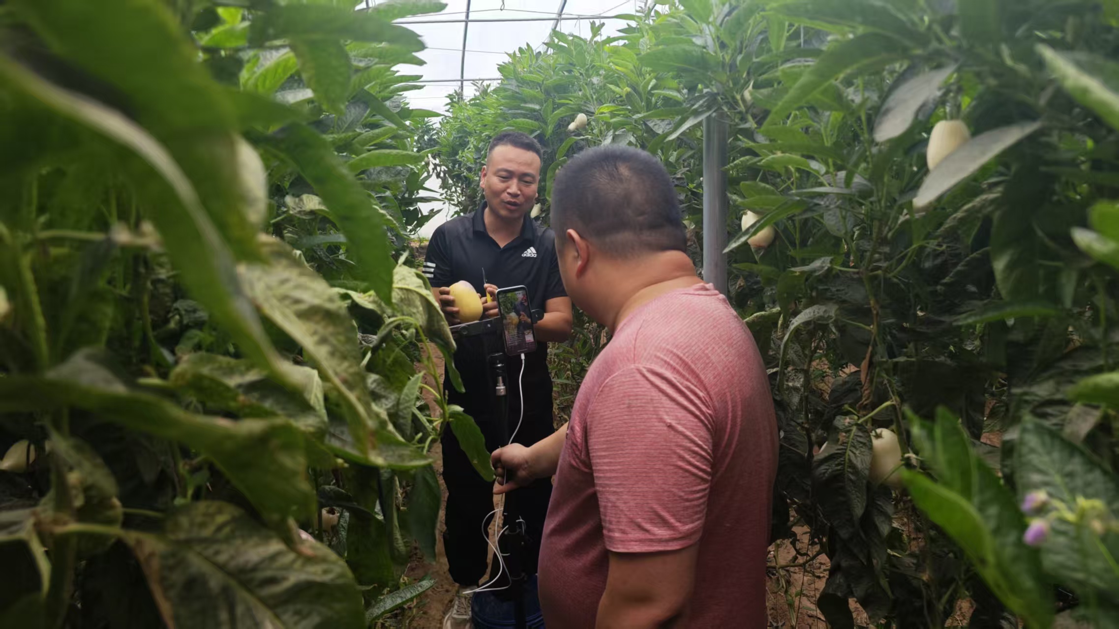 姜有仁的人參果大棚，吸引了當?shù)夭┲髑皝碇r(nóng)直播。 受訪者供圖