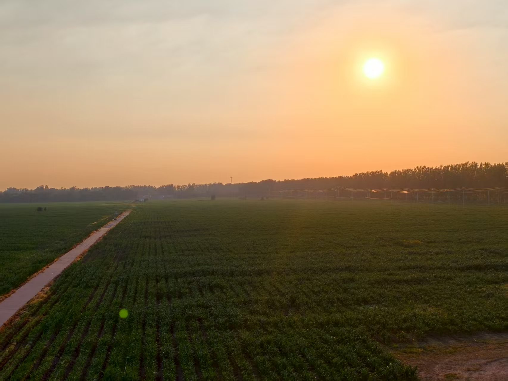 遠眺河北威縣高標(biāo)準(zhǔn)農(nóng)田。人民網(wǎng)記者 李棟攝