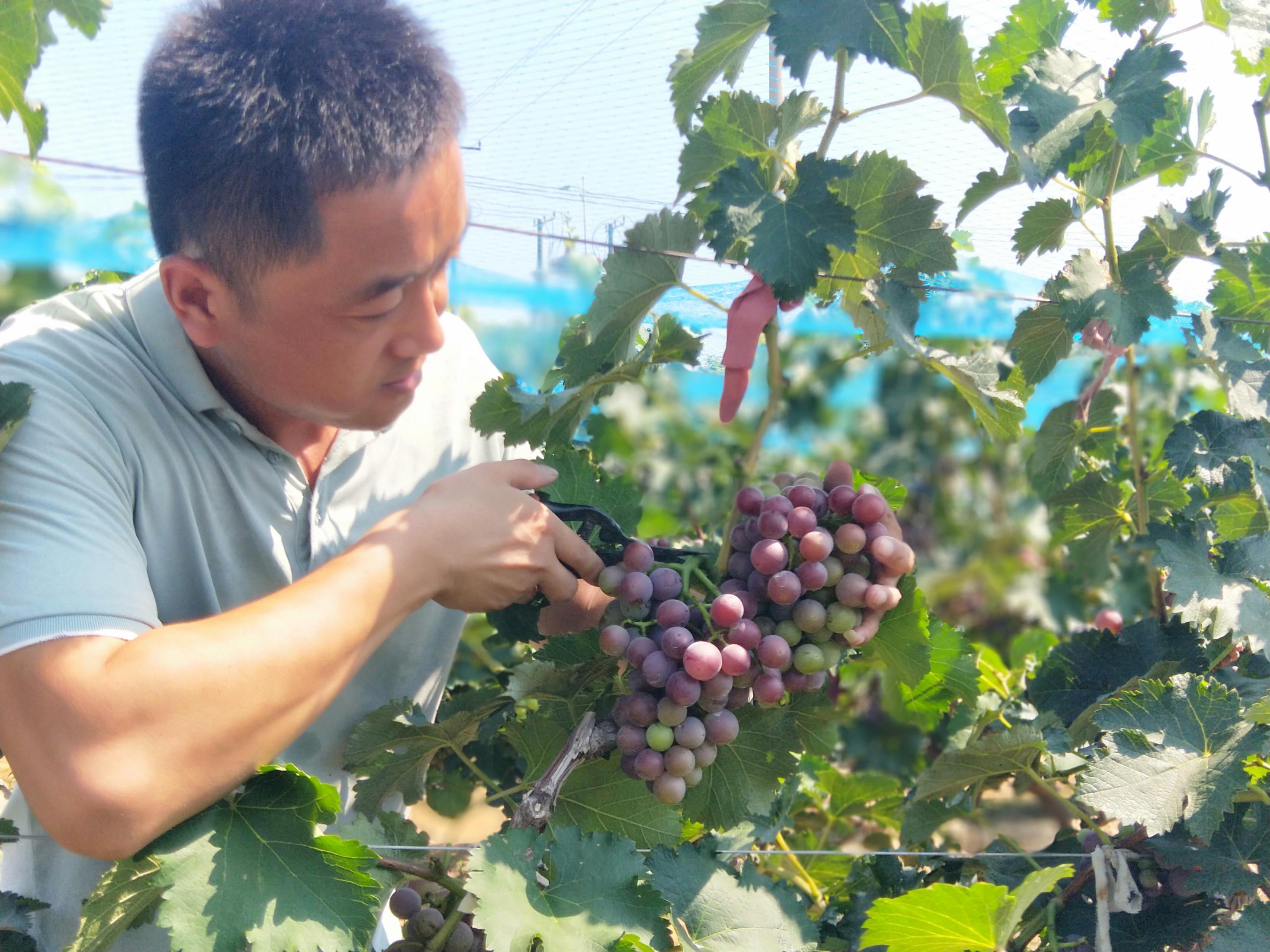 河北威縣戚霍寨村民戚立波在種植園管護葡萄。人民網(wǎng)記者 李棟攝