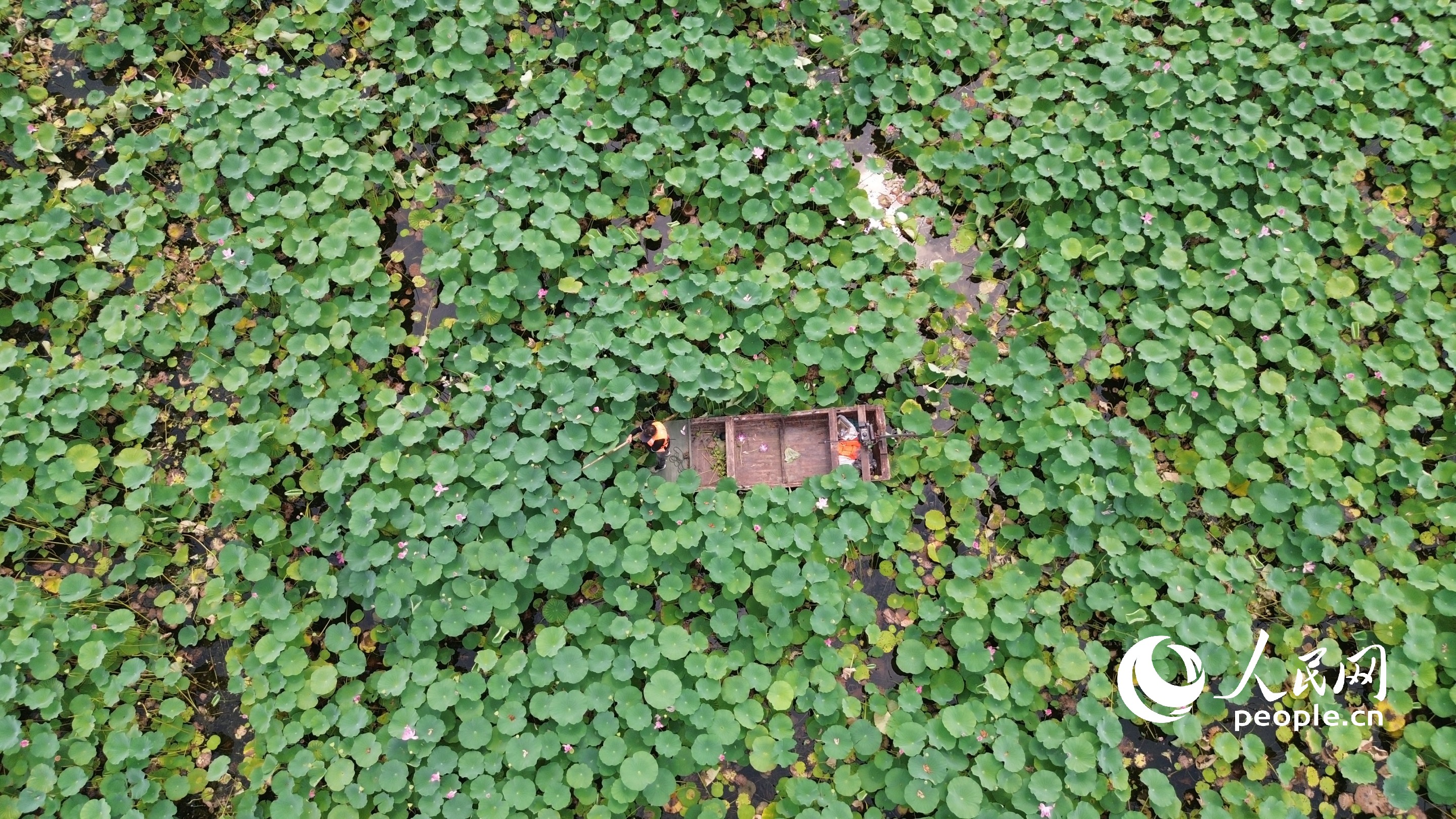 漁民在湖中采蓮。人民網(wǎng)記者 王天樂攝