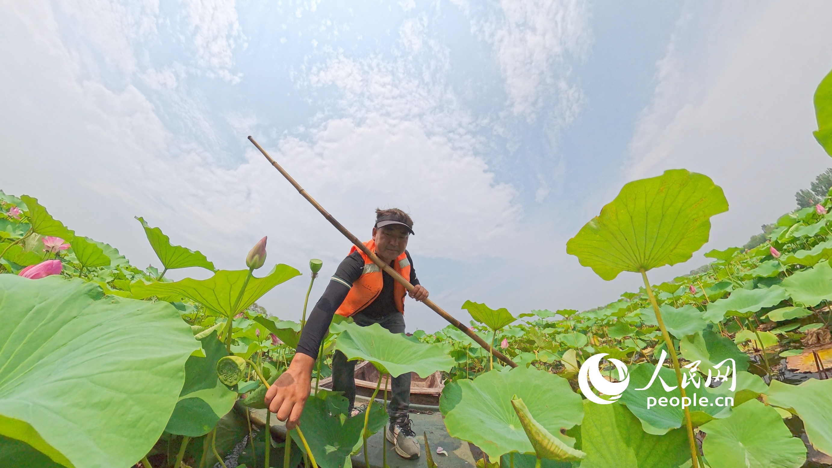 漁民正在湖上采摘蓮蓬。人民網(wǎng)記者 王天樂攝