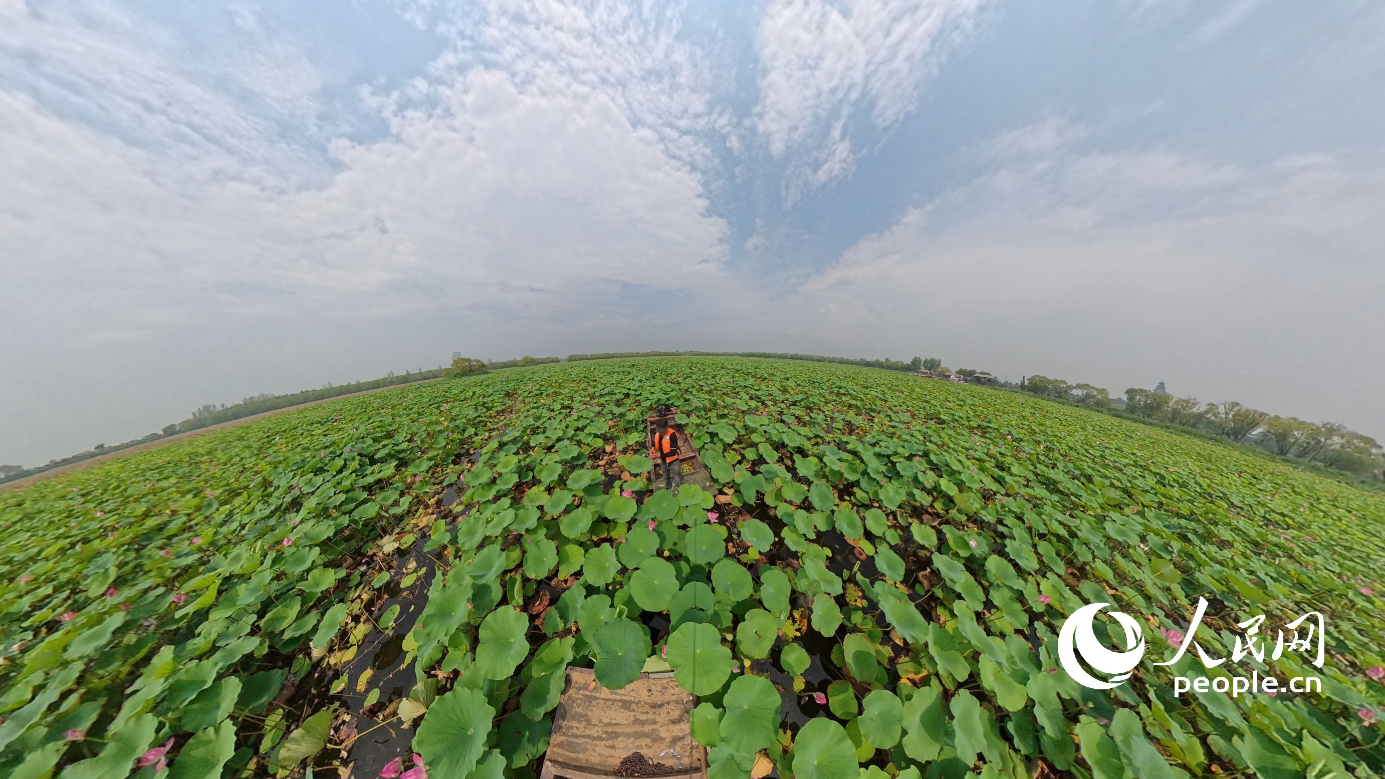 微山湖的萬畝荷園。人民網(wǎng)記者 王天樂攝
