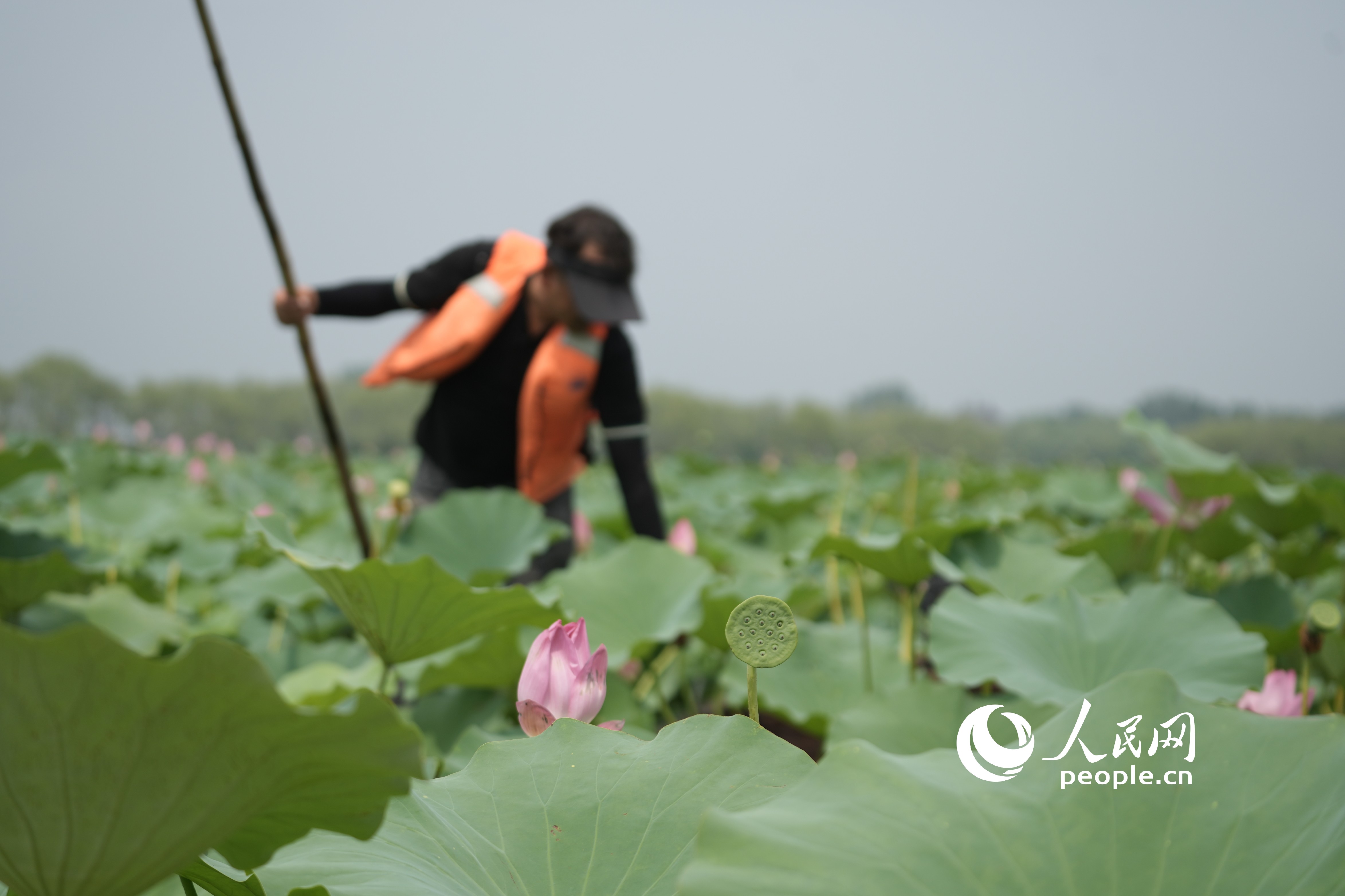 微山湖上的嫩蓮蓬。人民網(wǎng) 王天樂(lè)攝