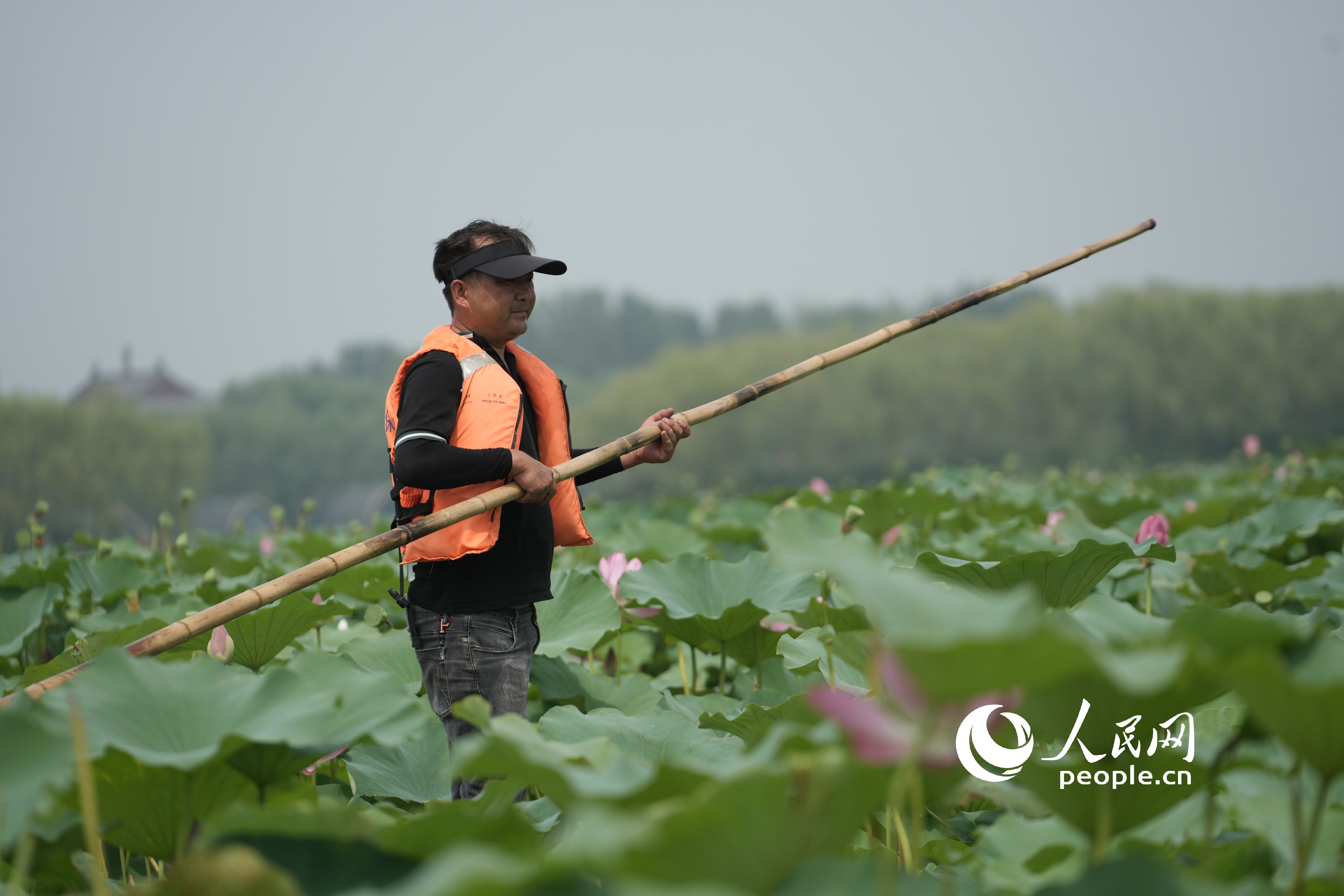 當?shù)貪O民在采摘蓮蓬。人民網記者 王天樂攝