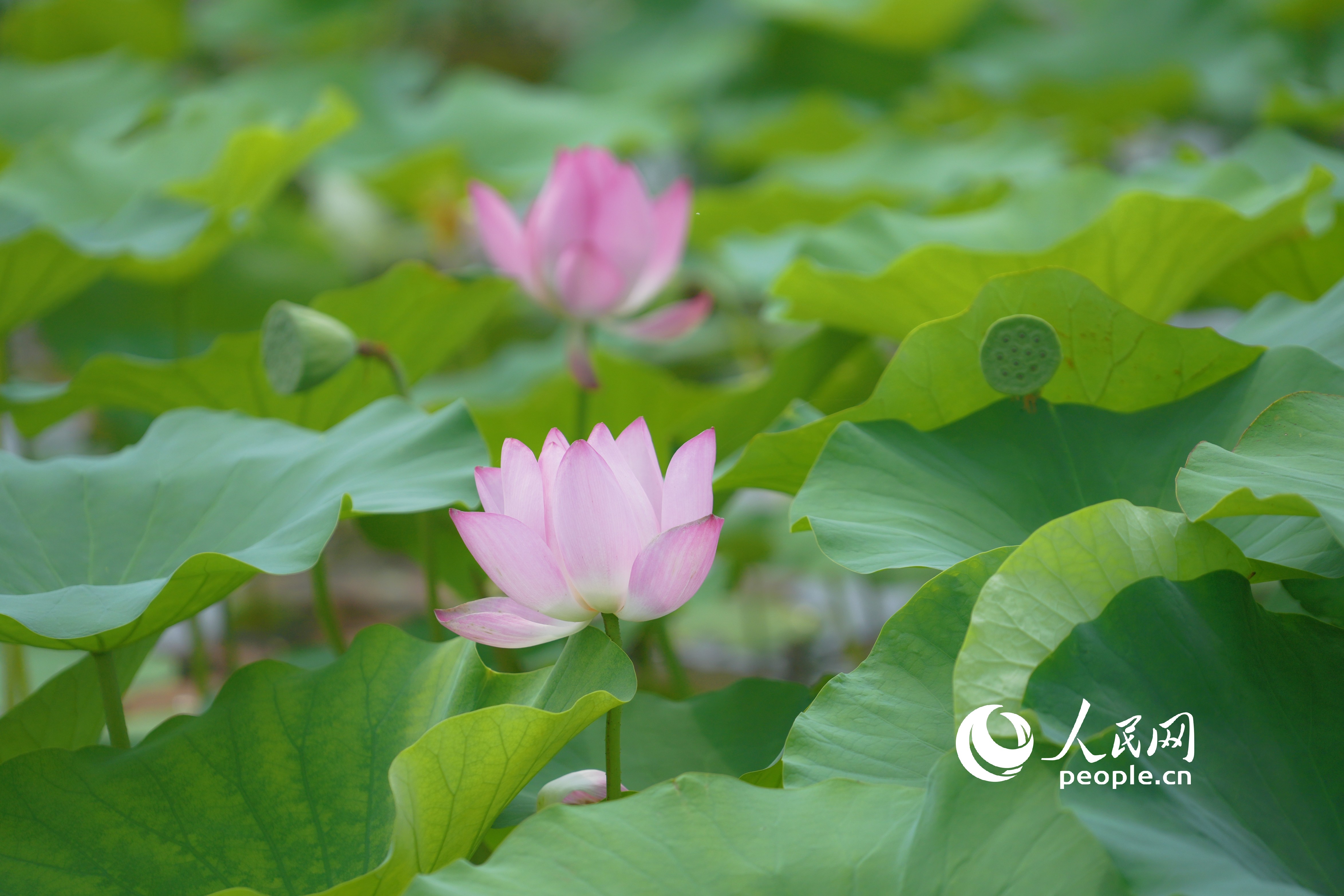 微山湖荷花。人民網(wǎng)記者 王天樂攝