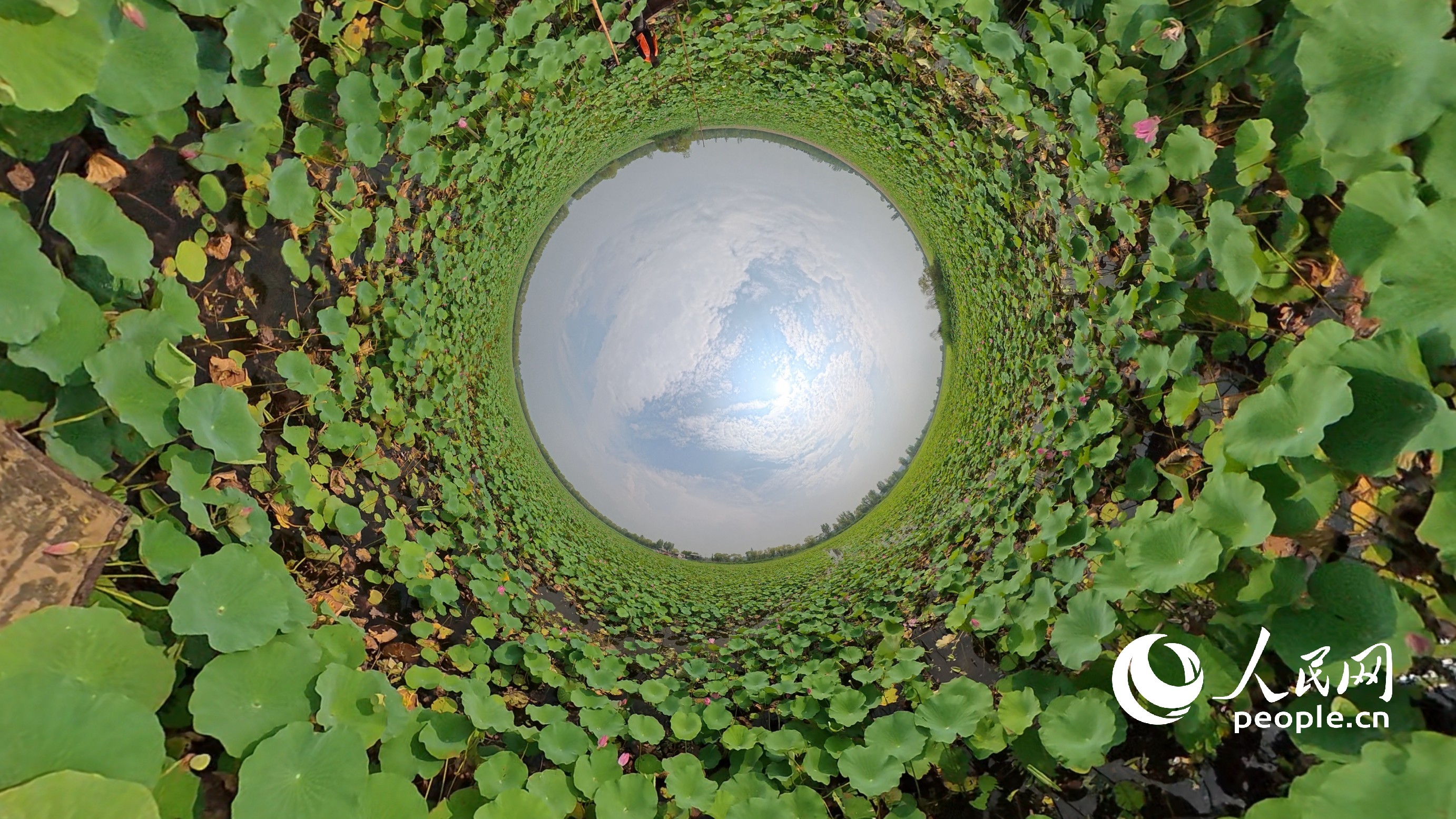 微山湖的萬畝荷園。（全景圖）人民網(wǎng)記者 王天樂攝