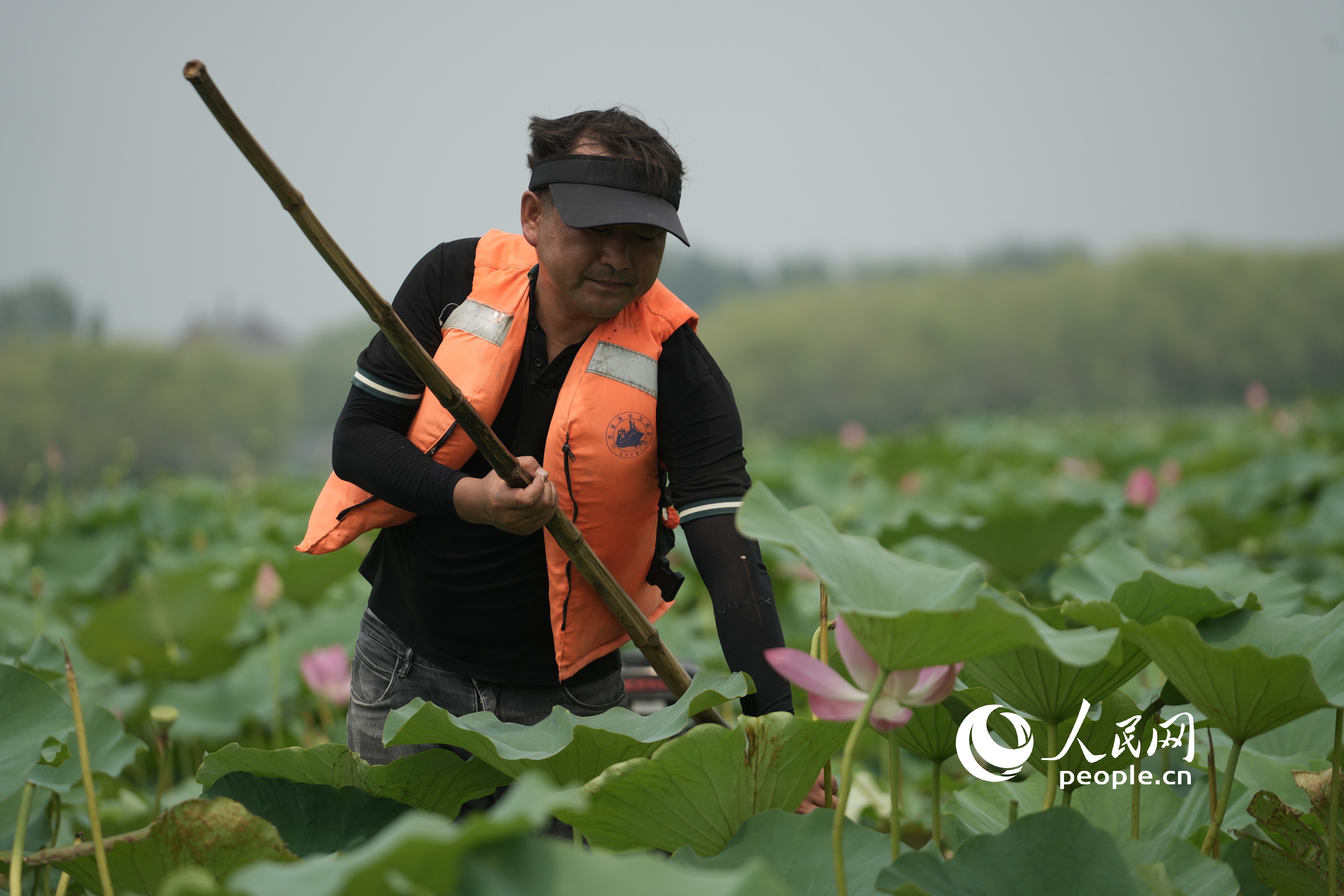 漁民正在采摘蓮蓬。人民網(wǎng)記者 王天樂攝