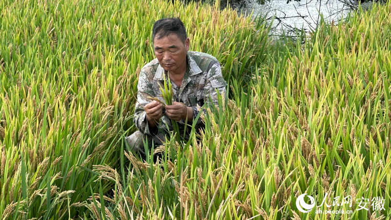 程太平正在稻田里研究水稻品種。人民網(wǎng)記者 王紹紹攝