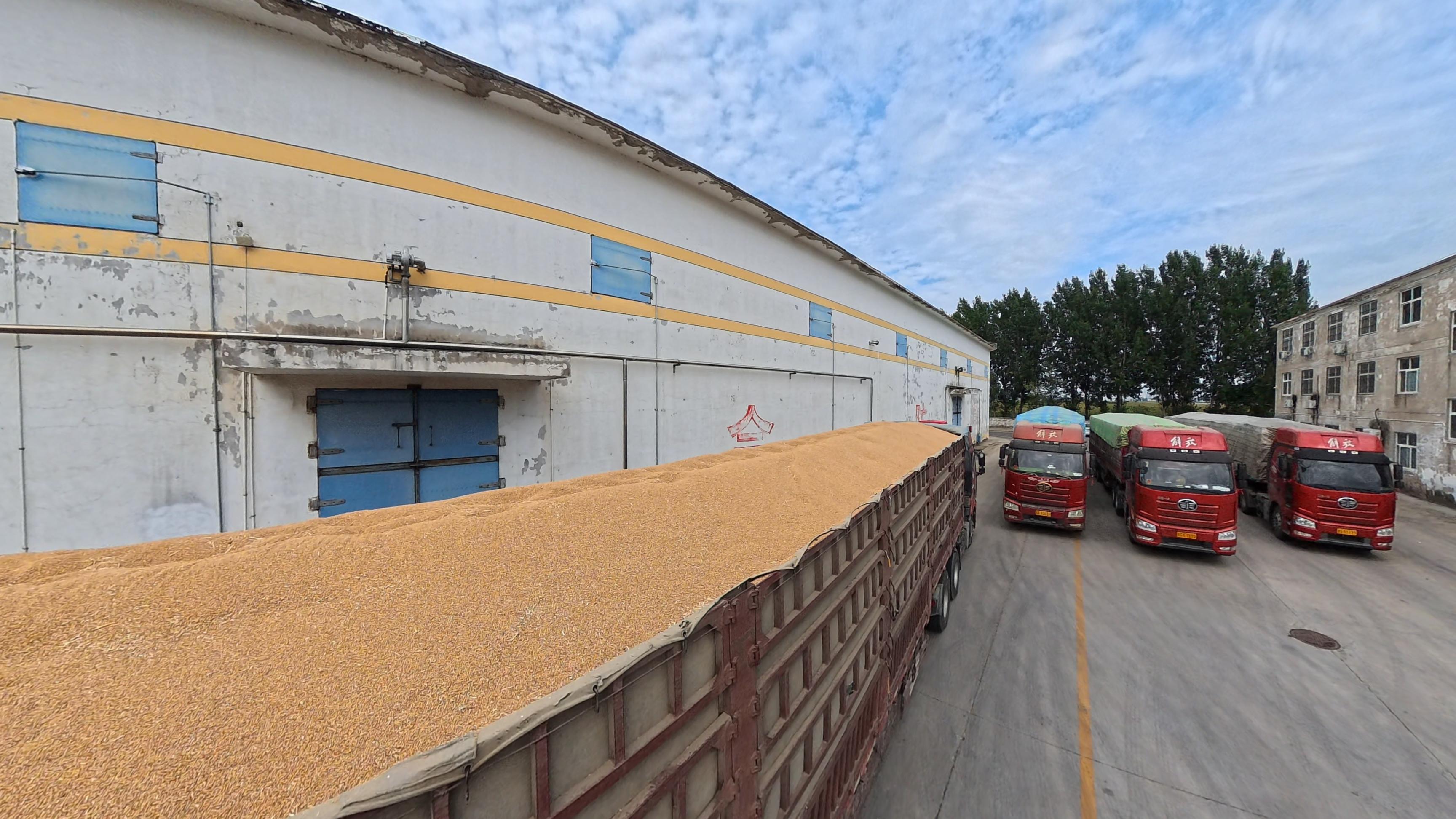 運(yùn)糧車正在卸小麥。人民網(wǎng)記者 王天樂(lè)攝