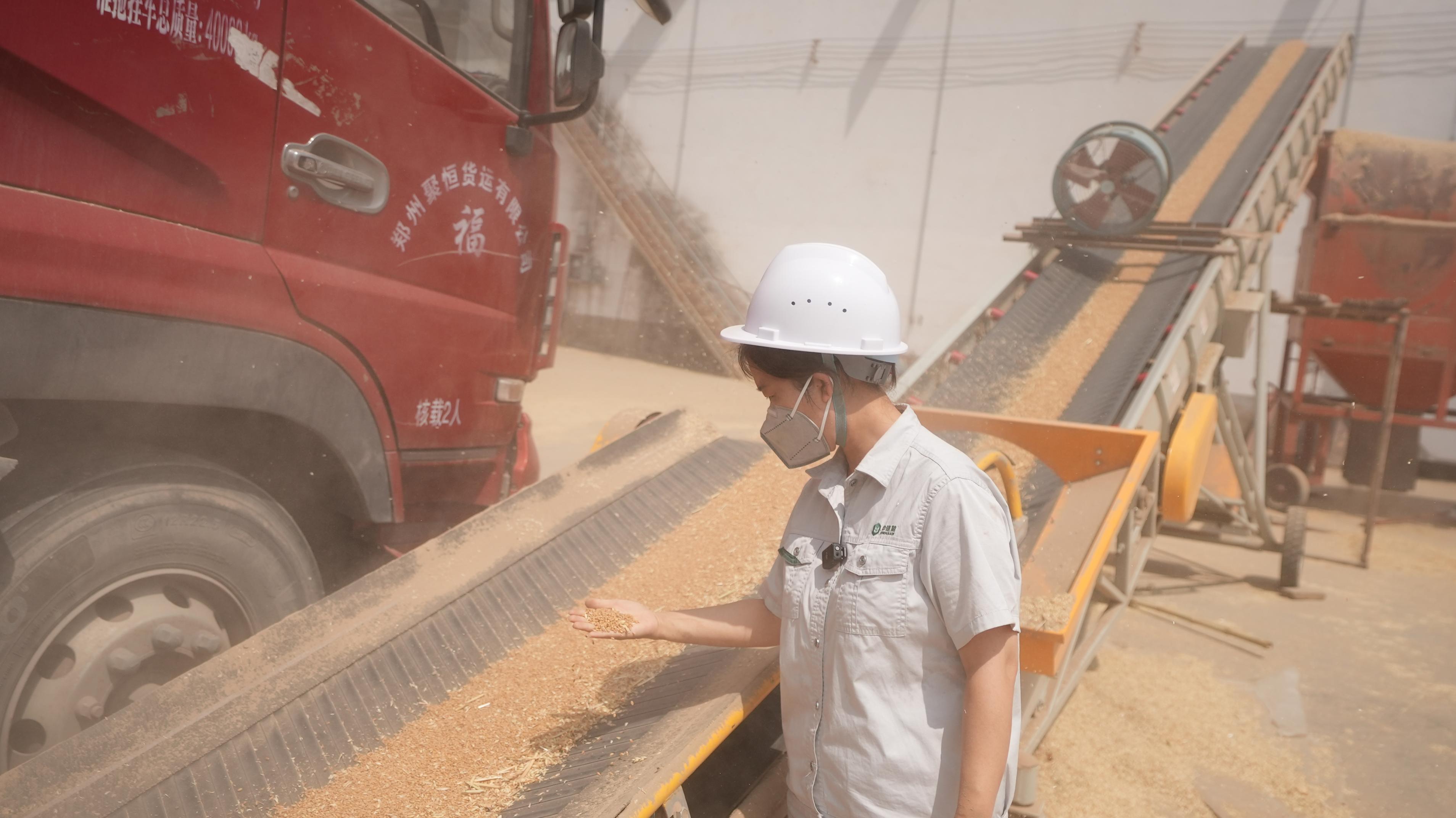 糧庫人員檢查新收儲的小麥。 人民網(wǎng)記者 李棟攝