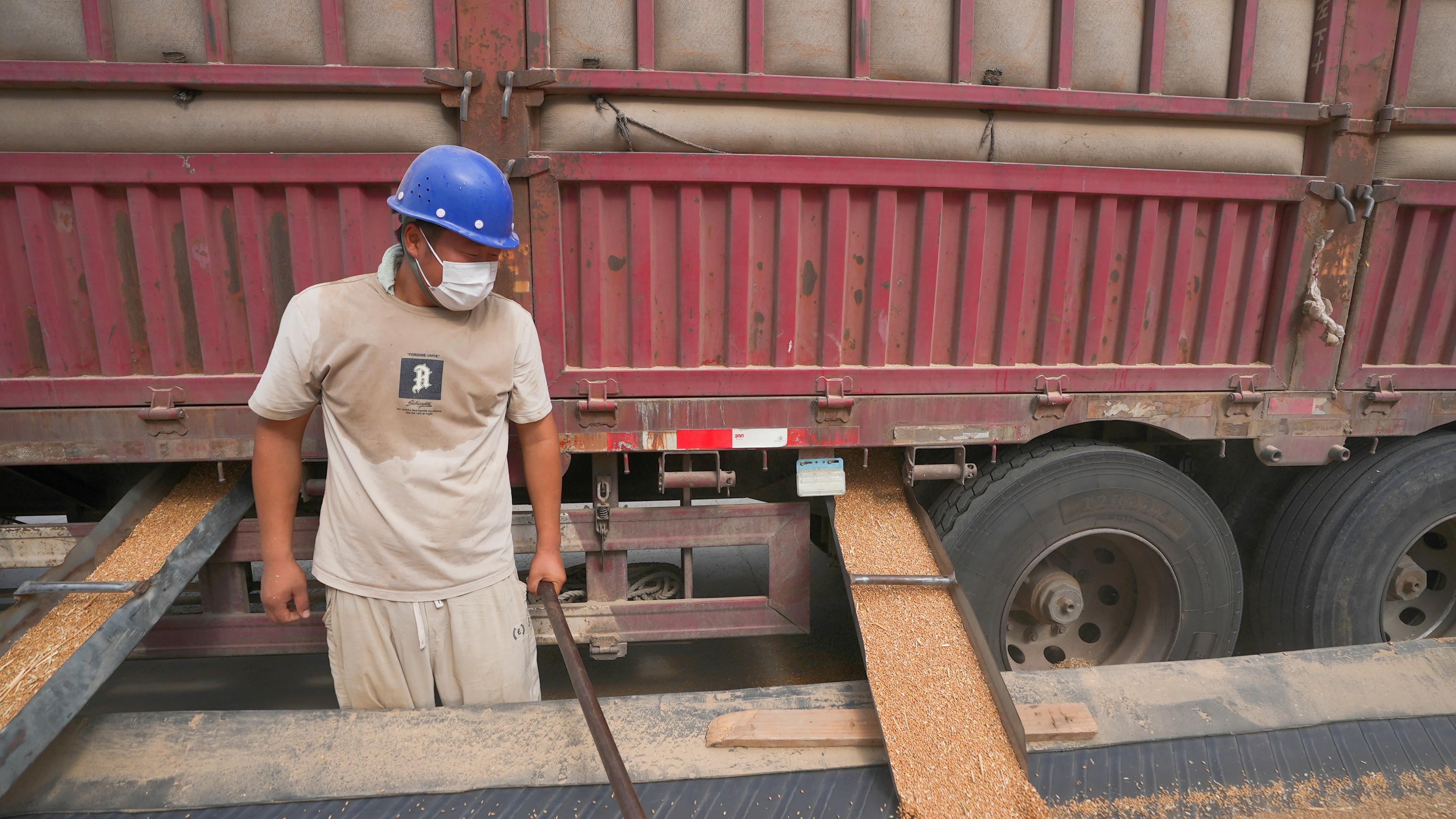 運(yùn)糧車正在卸小麥。人民網(wǎng)記者 王天樂攝