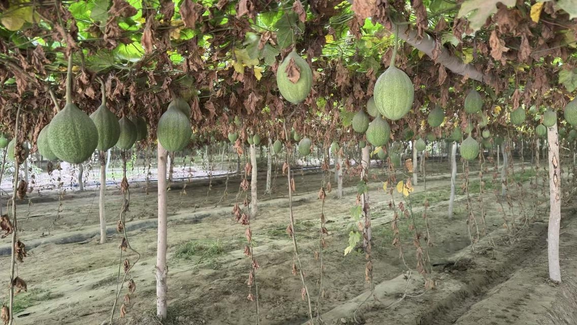 一排排瓜蔞架整齊排列。人民網(wǎng)記者 焦磊攝