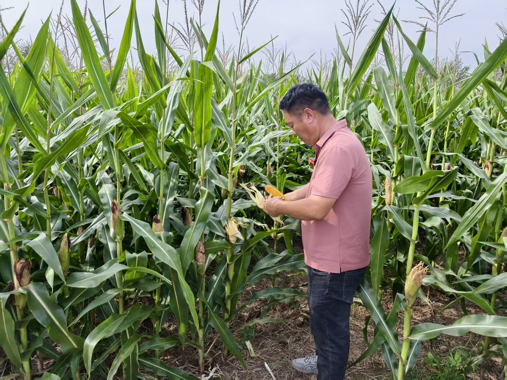 種糧大戶劉濤檢查玉米長勢。人民網(wǎng)記者 李棟攝