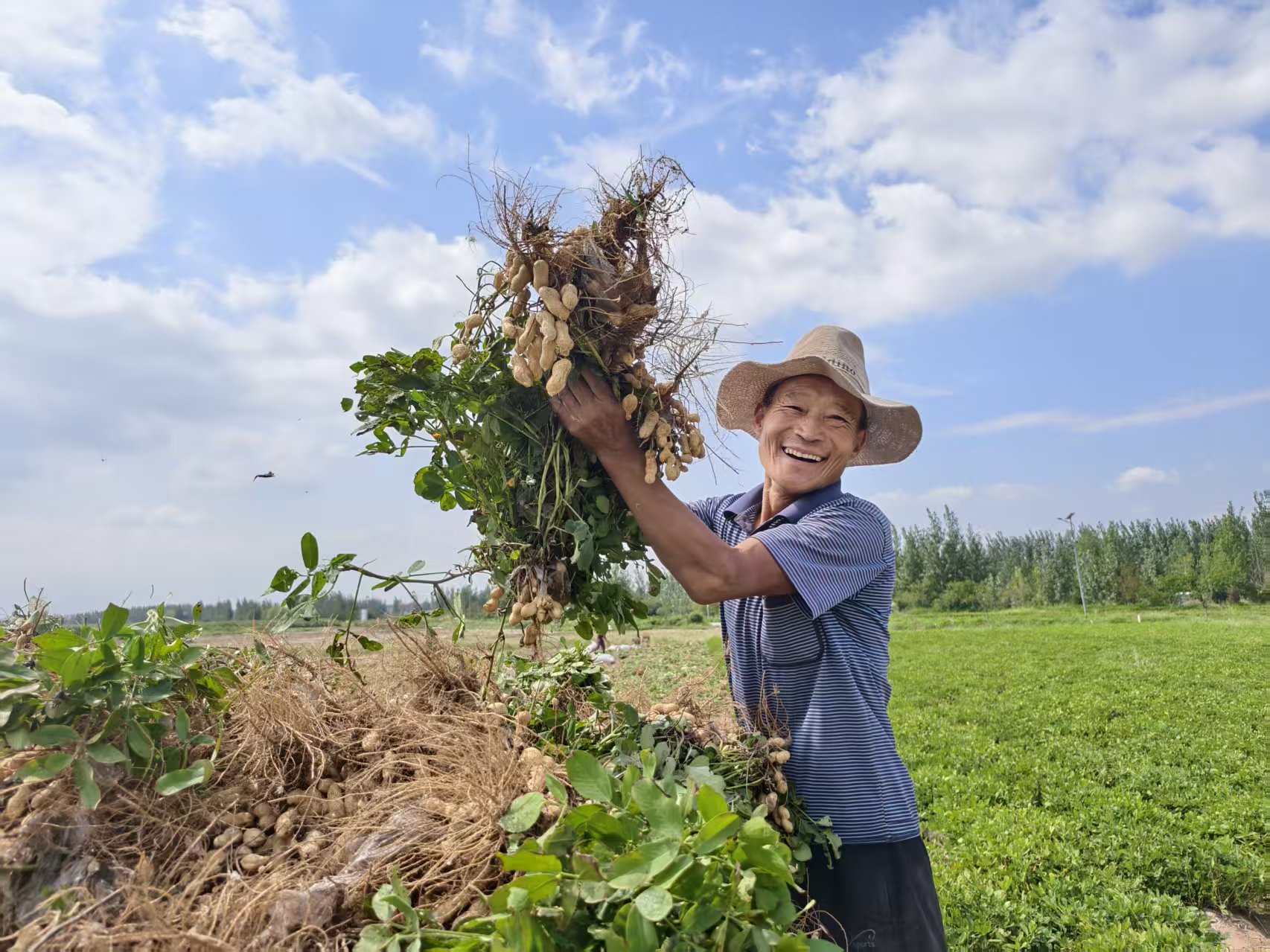 山東臨沂費(fèi)縣的花生種植戶迎來豐收。人民網(wǎng)記者 李棟攝