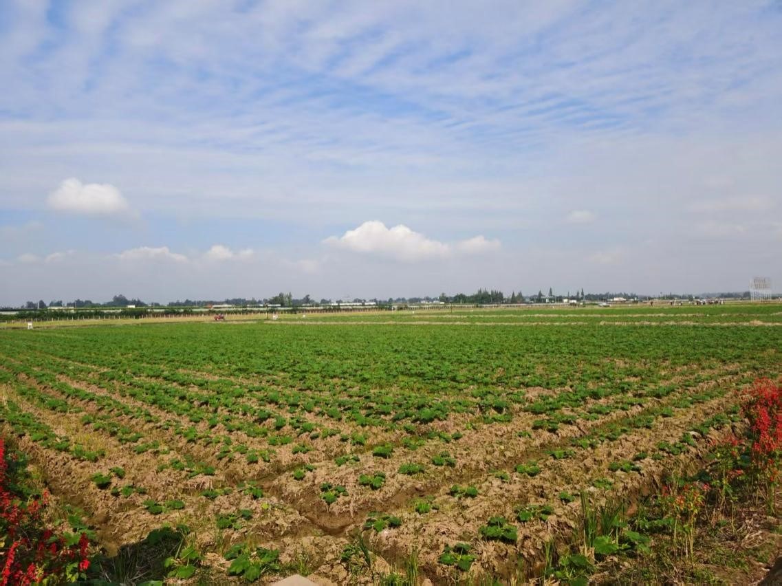 四川省眉山市東坡區(qū)太和鎮(zhèn)永豐村的高標(biāo)準(zhǔn)農(nóng)田。人民網(wǎng)記者 李棟攝