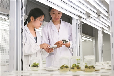 研究人員在黃淮海（宿州）種業(yè)科技谷南京農(nóng)業(yè)大學(xué)大豆生物育種中心觀察育種材料生長情況。  新華社記者 黃博涵攝