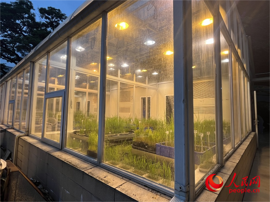 福建農(nóng)林大學(xué)水稻抗病毒鑒定園內(nèi)培植的水稻。人民網(wǎng)記者 林銘賢攝
