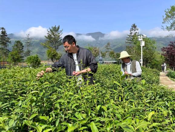 李田在茶園進(jìn)行采摘工作。受訪者供圖