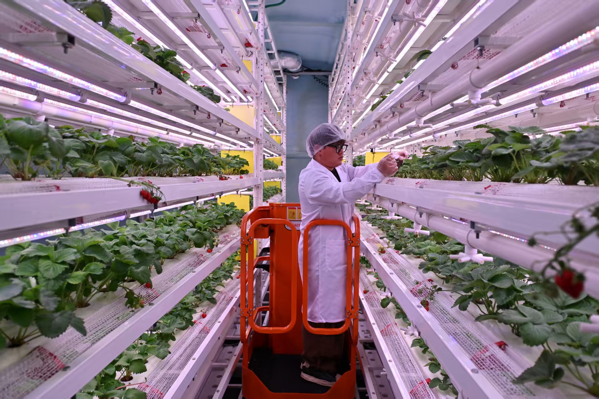 工作人員在草莓植物工廠檢查培育情況。人民網(wǎng)記者 翁奇羽攝