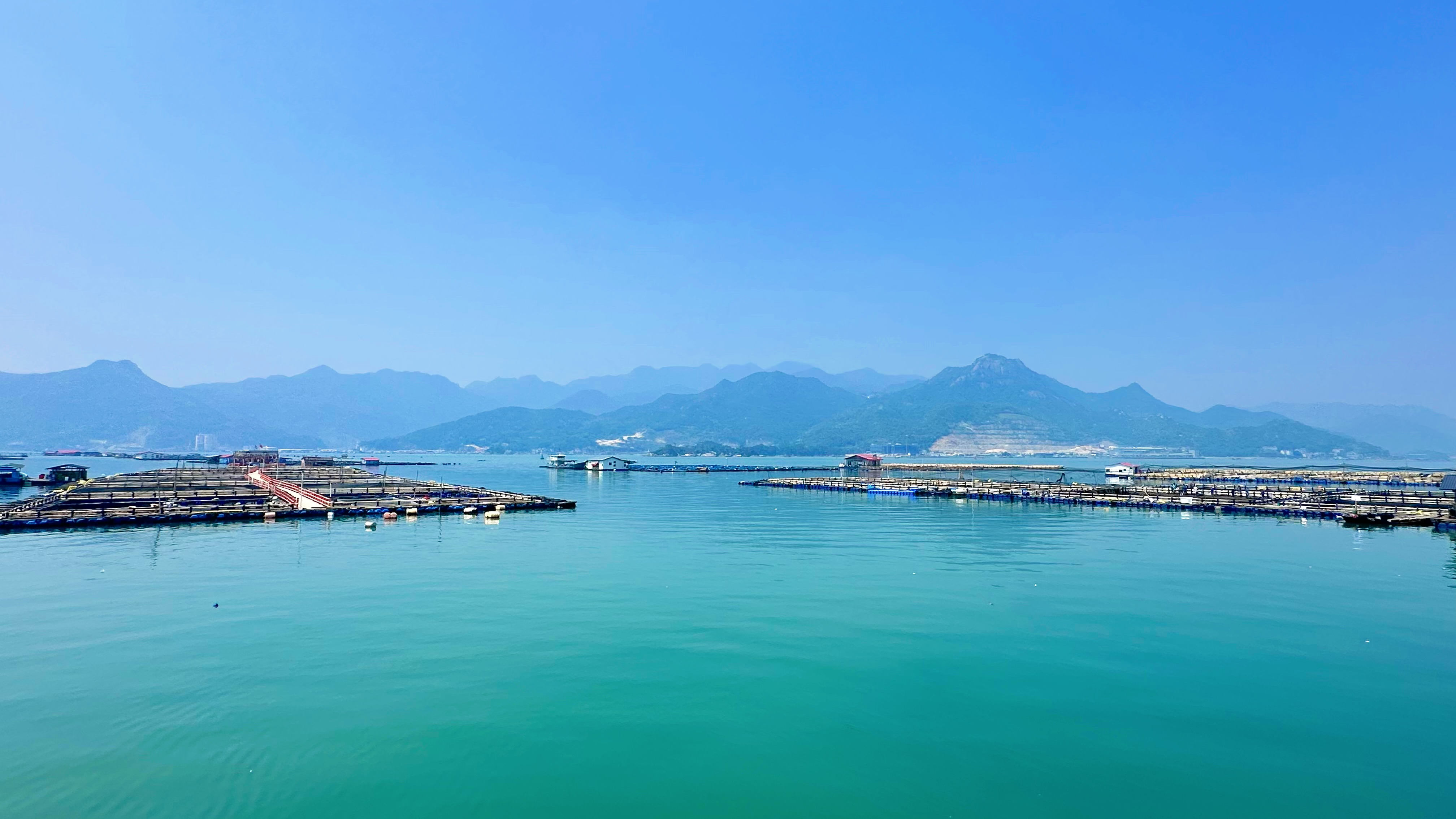福建寧德大黃魚養(yǎng)殖基地。人民網(wǎng)記者 王紹紹攝