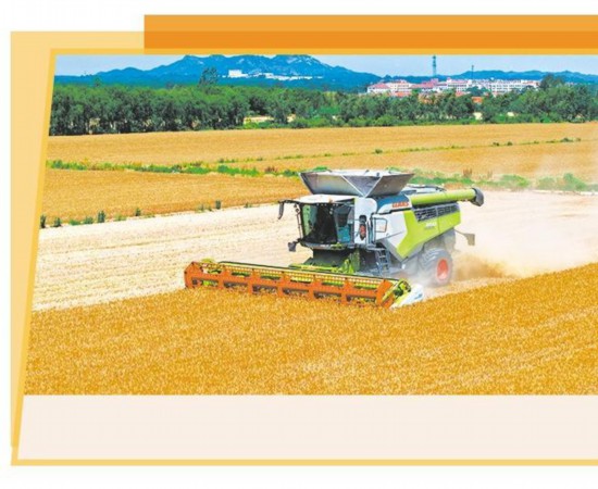 青島西海岸新區(qū)大場(chǎng)鎮(zhèn)的麥田里，聯(lián)合收割機(jī)在收割小麥。新華社記者 李紫恒攝